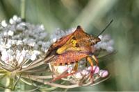 Carpocoris mediterraneus