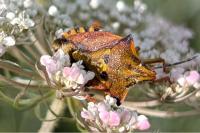 Carpocoris mediterraneus