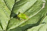 Stictocephala alta