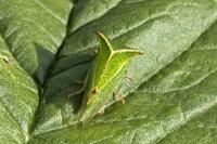 Stictocephala alta
