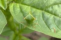 Stictocephala alta