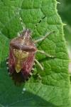 Dolycoris baccarum