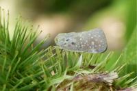 Metcalfa pruinosa