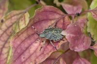 Rhaphigaster nebulosa