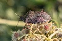 Halyomorpha halys