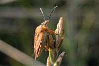 Carpocoris