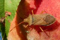 Gonocerus acuteangulatus