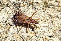 Himacerus mirmicoides