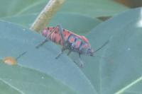 Spilostethus pandurus