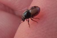 Piezodorus lituratus