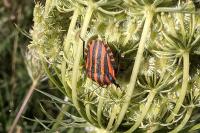 Graphosoma italicum
