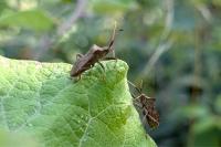 Coreus marginatus