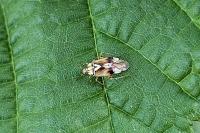 Lygus pratensis