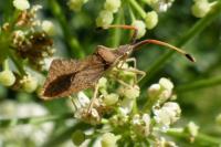 Syromastus rhombeus