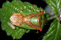 Acanthosoma haemorrhoidale