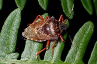 Pinthaeus sanguinipes