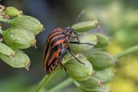 Graphosoma italicum