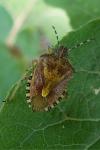 Dolycoris baccarum