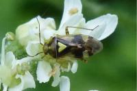 Orthops