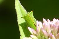Stictocephala alta