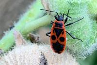 Pyrrhocoris apterus