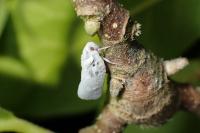 Metcalfa pruinosa