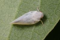 Metcalfa pruinosa