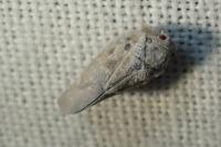 Metcalfa pruinosa