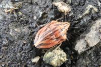 Odontotarsus purpureolineatus