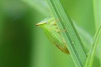 Stictocephala alta