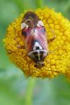 Lygus pratensis