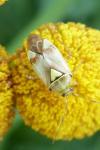 Lygus pratensis