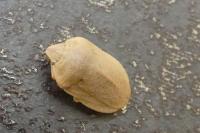 Eurygaster austriaca