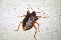 Pentatoma rufipes