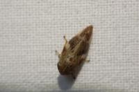Aphrophora alni