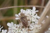 Stictopleurus