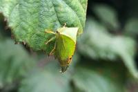 Stictocephala alta