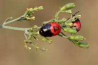 Canthophorus