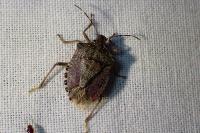 Halyomorpha halys