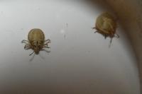 Graphosoma italicum