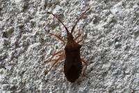 Gonocerus acuteangulatus