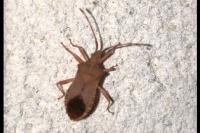 Gonocerus acuteangulatus