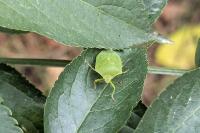 Nezara viridula