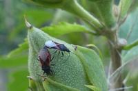 Oxycarenus lavaterae