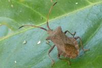 Coreus marginatus