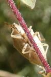 Aelia acuminata