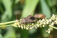 Coreus marginatus