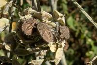 Dolycoris baccarum