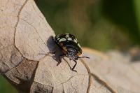 Nezara viridula