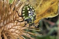 Nezara viridula